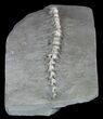 Archimedes Screw Bryozoan Fossil - Illinois #57889-2
